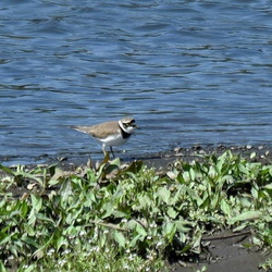平塚の野鳥とイタチと春（撮影　岡根武彦）