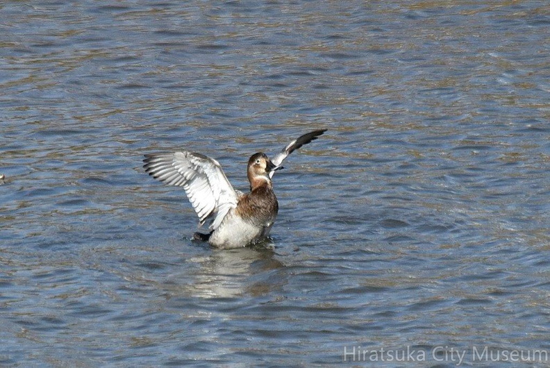ホシハジロ♀2023.03.07平塚2（撮影　岡根武彦）.jpg