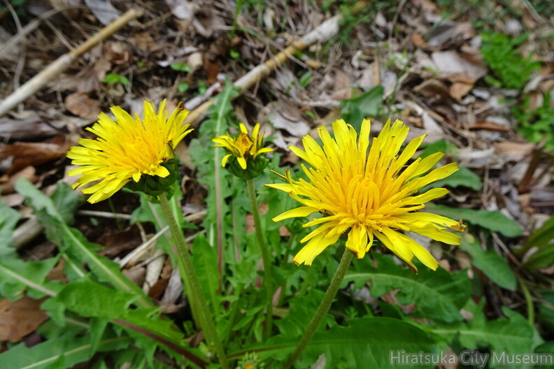 カントウタンポポ2023.03.27平塚（撮影　松本富美江）.jpg