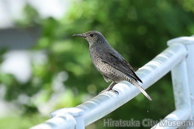 イソヒヨドリ♀2023.04.16平塚（撮影　鈴木真由美）.jpg