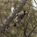 エノキ実を食べるイカル2023.03.21平塚（撮影　鈴木真由美）