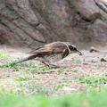 クモを捕えたツグミ2023.04.14平塚（撮影　鈴木真由美）