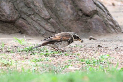 クモを捕えたツグミ2023.04.14平塚（撮影　鈴木真由美）