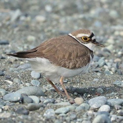 平塚と周辺の野鳥（撮影　鈴木真由美）