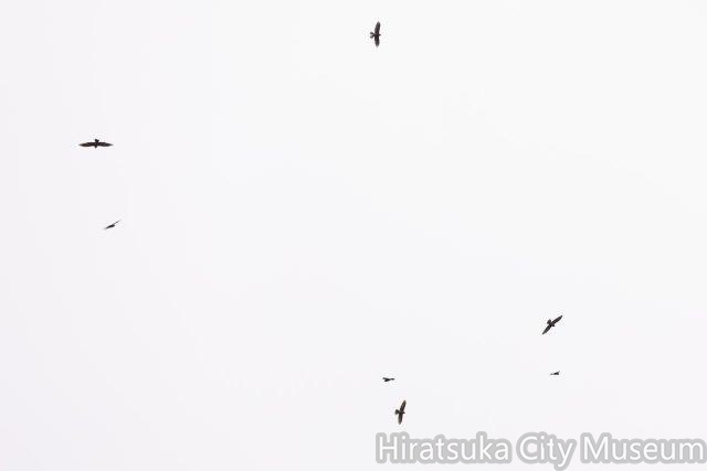 サシバ鷹柱2023.03.31秦野（撮影　鈴木真由美）.jpg