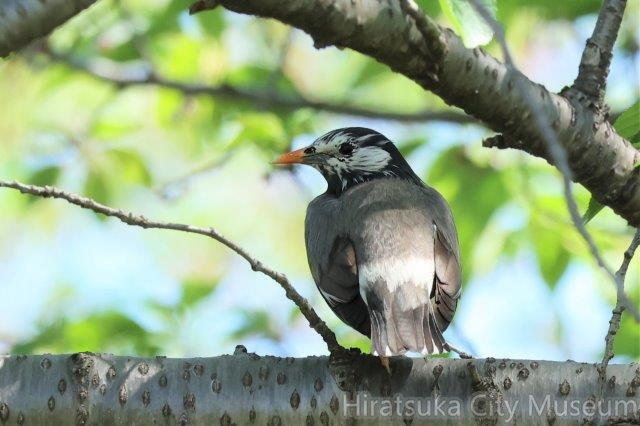 ムクドリ♂2023.04.16平塚（撮影　鈴木真由美）.jpg