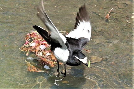 青虫を捕まえたセグロセキレイ2023.04.16平塚（撮影　鈴木真由美）