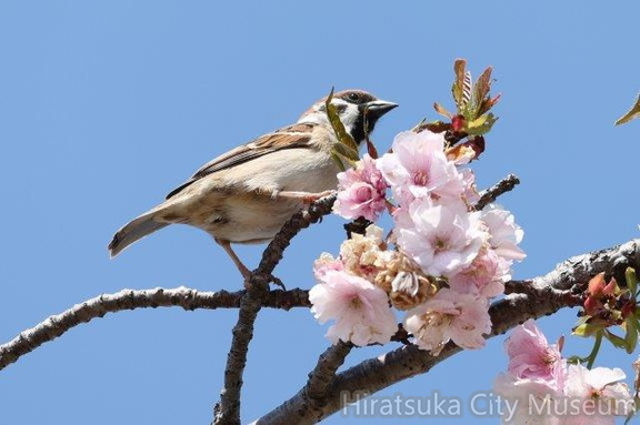 盗蜜に来たスズメ2023.04.04平塚（撮影　鈴木真由美）