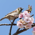盗蜜に来たスズメ2023.04.04平塚（撮影　鈴木真由美）
