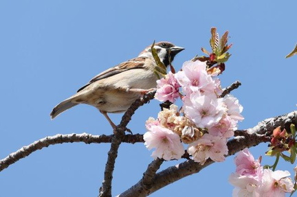 盗蜜に来たスズメ2023.04.04平塚（撮影　鈴木真由美）