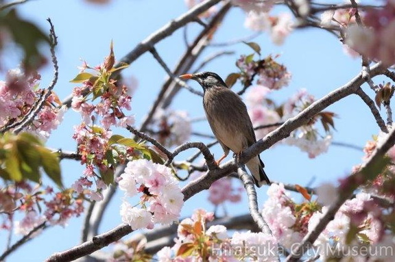 盗蜜に来たムクドリ♀2023.04.04平塚（撮影　鈴木真由美）