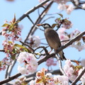 盗蜜に来たムクドリ♀2023.04.04平塚（撮影　鈴木真由美）