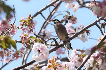 盗蜜に来たムクドリ♀2023.04.04平塚（撮影　鈴木真由美）