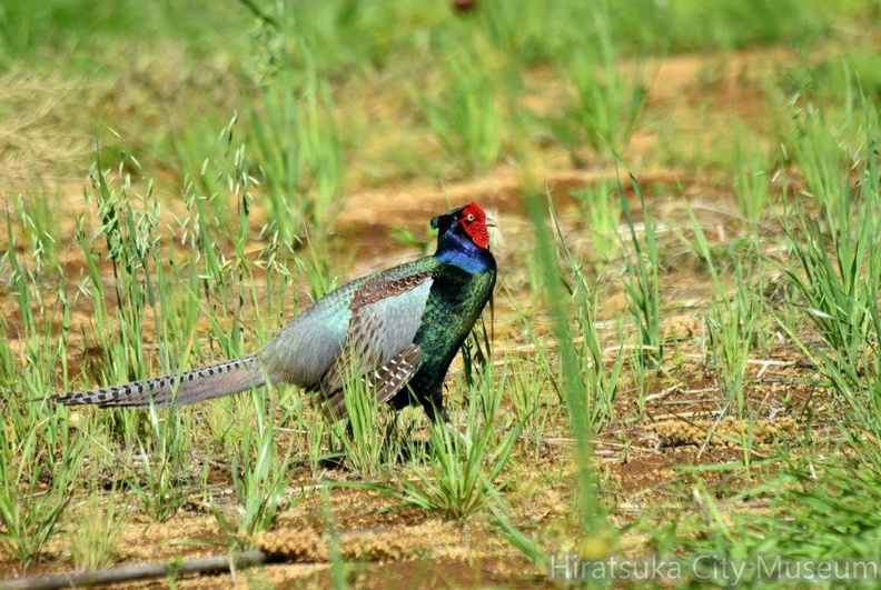 キジ♂2023.04.27平塚（撮影　岡根武彦）.jpg