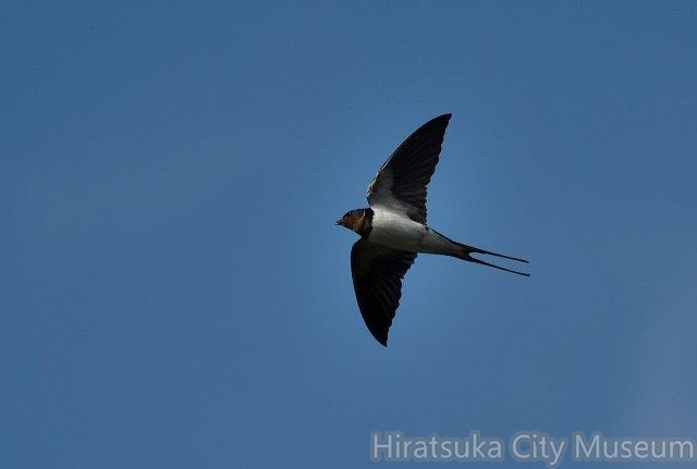 ツバメ♂2023.03.29平塚52647（撮影　岡根武彦）.jpg