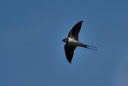 ツバメ♂2023.03.29平塚（撮影　岡根武彦）
