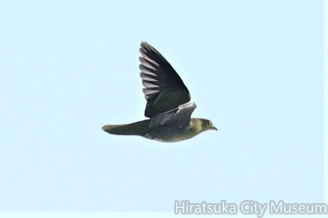 アオバト2023.04.27大磯（撮影　鈴木真由美）.jpg