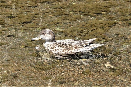 コガモ♀2023.04.27平塚（撮影　鈴木真由美）