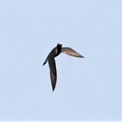 平塚と周辺の野鳥と虫とヘビ（撮影　鈴木真由美）