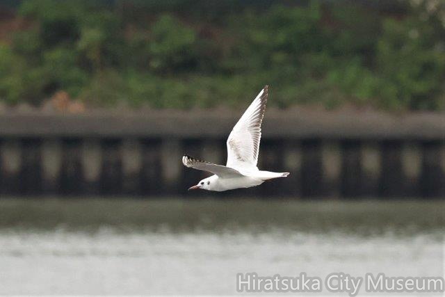 ユリカモメ2023.05.08平塚（撮影　鈴木真由美）.jpg