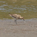 魚を捕えたムナグロ幼鳥2023.04.21茅ヶ崎（撮影　鈴木真由美）