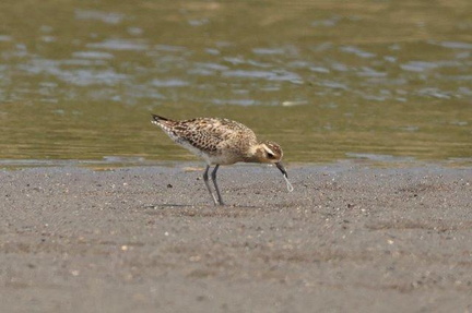 魚を捕えたムナグロ幼鳥2023.04.21茅ヶ崎（撮影　鈴木真由美）