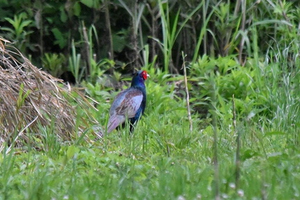 キジ♂2023.06.16平塚（撮影　岡根武彦）
