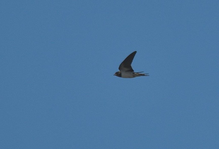 ツバメ♀2023.06.16平塚（撮影　岡根武彦）