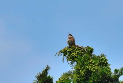 ホオジロ♂2023.06.07平塚（撮影　岡根武彦）