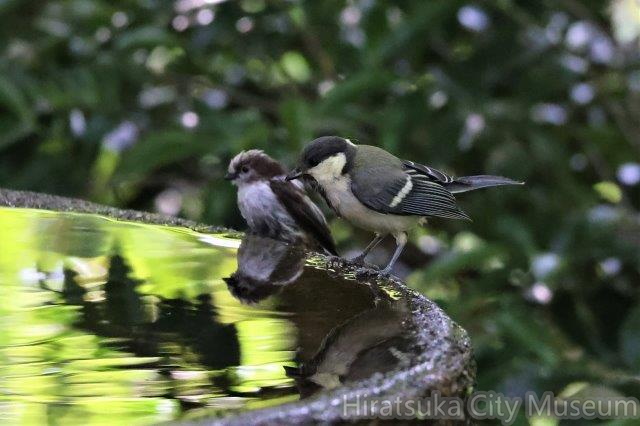 エナガ（左）とシジュウカラ2023.05.27秦野（撮影　鈴木真由美）.jpg