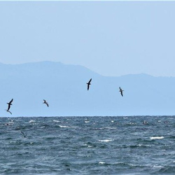 平塚と周辺の野鳥（撮影　鈴木真由美）