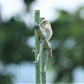 カワラヒワ幼鳥2023.06.13平塚（撮影　鈴木真由美）