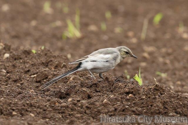 ハクセキレイ幼鳥２2023.06.14平塚（撮影　鈴木真由美）.jpg