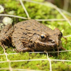 みんなの自然アルバム