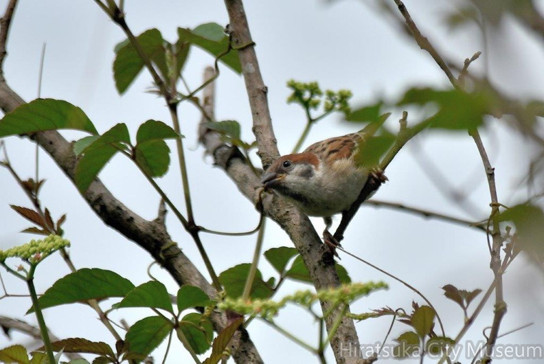 スズメ幼鳥2023.07.07平塚（撮影　岡根武彦）.jpg