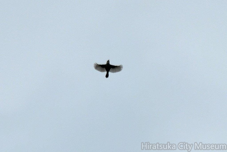 セッカ♂2023.07.08平塚（撮影　岡根武彦）.jpg