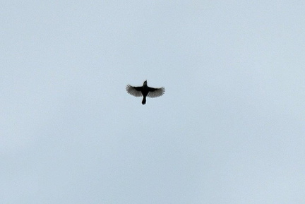 セッカ♂2023.07.08平塚（撮影　岡根武彦）