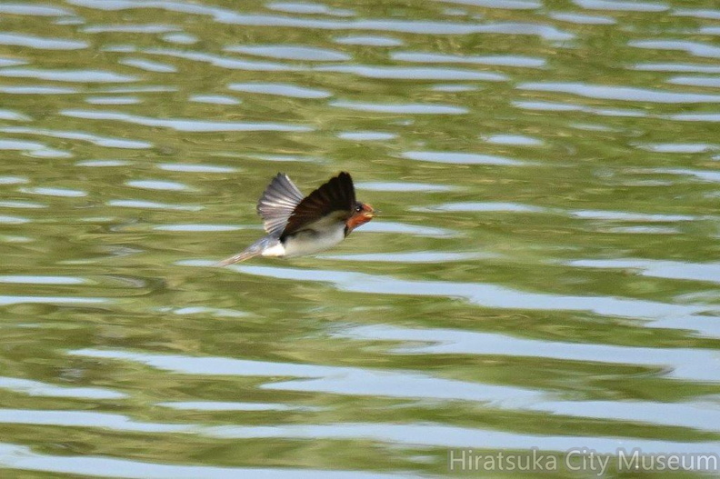 ツバメ幼鳥2023.06.25平塚（撮影　岡根武彦）.jpg
