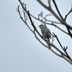 平塚の野鳥（撮影　岡根武彦）