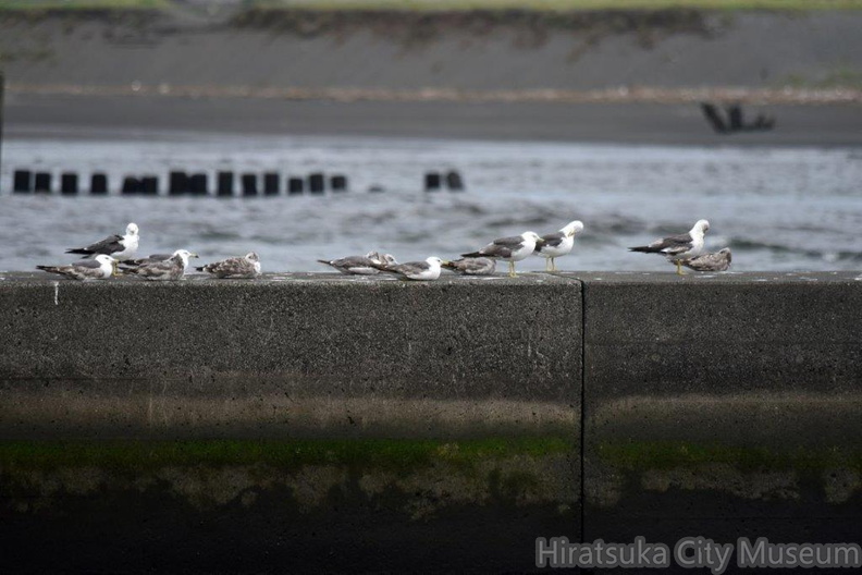 ウミネコ2023.07.08平塚（撮影　岡根武彦）.jpg