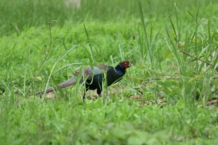 キジ♂草食べ2023.07.08平塚（撮影　岡根武彦）