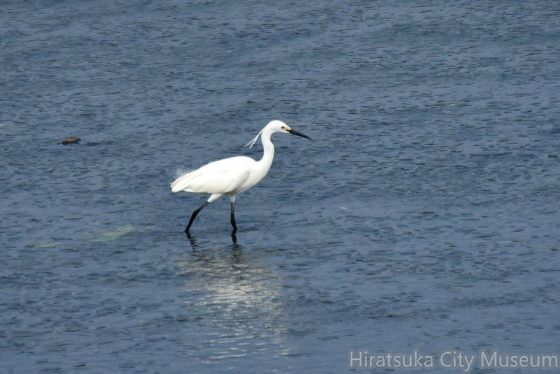 コサギ2023.06.25平塚（撮影　岡根武彦）.jpg