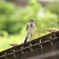 ハクセキレイ幼鳥2023.07.14平塚