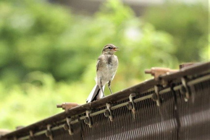ハクセキレイ幼鳥2023.07.14平塚