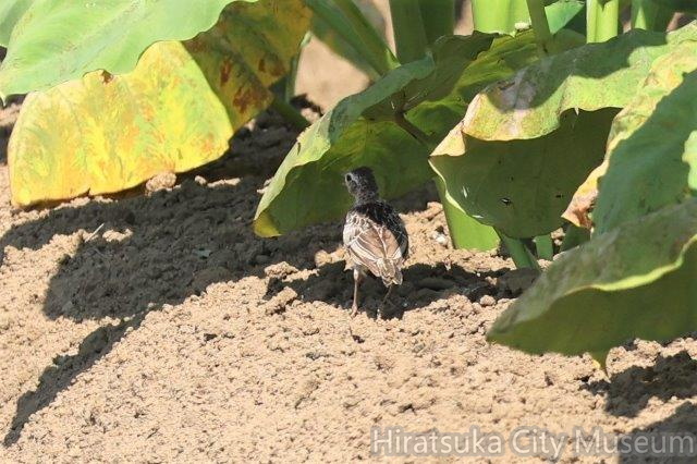 ヒバリ幼鳥2023.07.11平塚.jpg