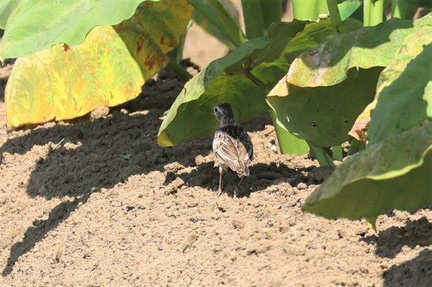 ヒバリ幼鳥2023.07.11平塚