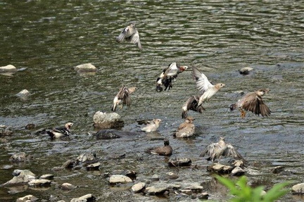 ムクドリ、コムクドリ水浴び2023.07.18平塚
