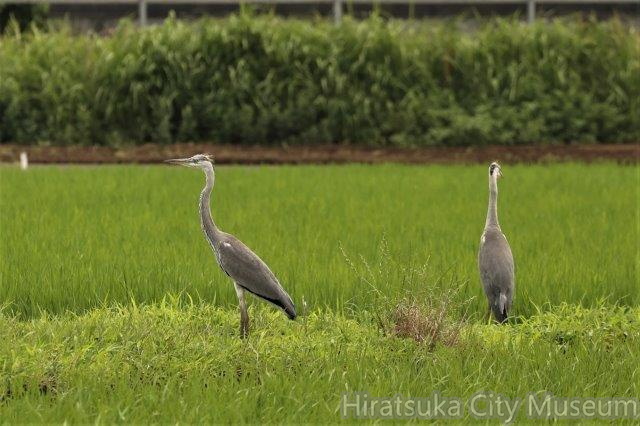 アオサギ幼鳥2023.07.04平塚.jpg