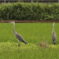 アオサギ幼鳥2023.07.04平塚