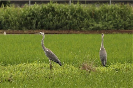 アオサギ幼鳥2023.07.04平塚
